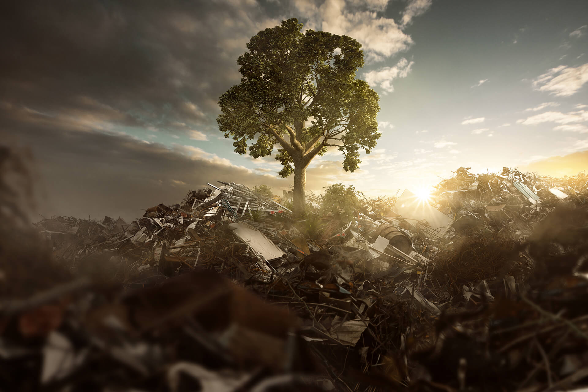 Δέντρο σε κέντρο συλλογής σκραπ